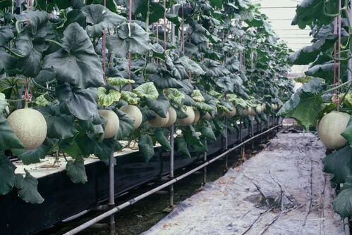 岛城将建植物工厂 阿拉市民可享无土栽培无农药无公害农产品与花卉