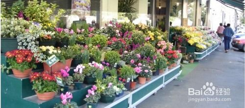 新开盆栽花店进货指南 高效策略与注意事项