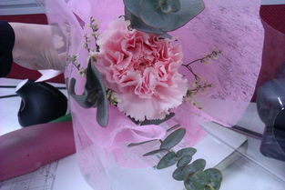 满天星 花店中不可或缺的香氛配草