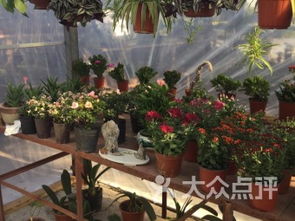 上海崇明县花店购物指南 探寻其他花店的魅力与服务